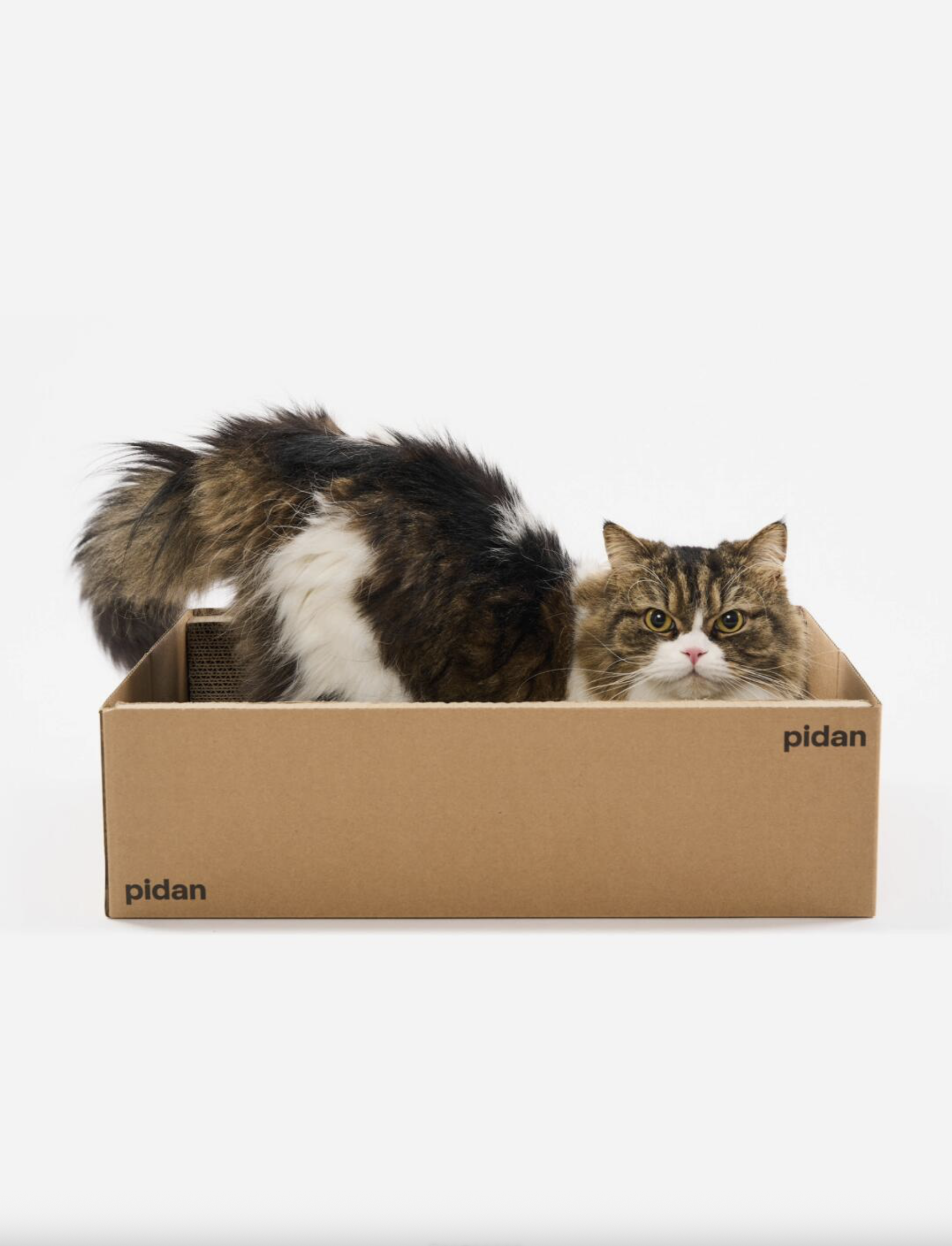 Pidan：以“人宠共生”破局，从功能工具到仪式感的品牌进化之路