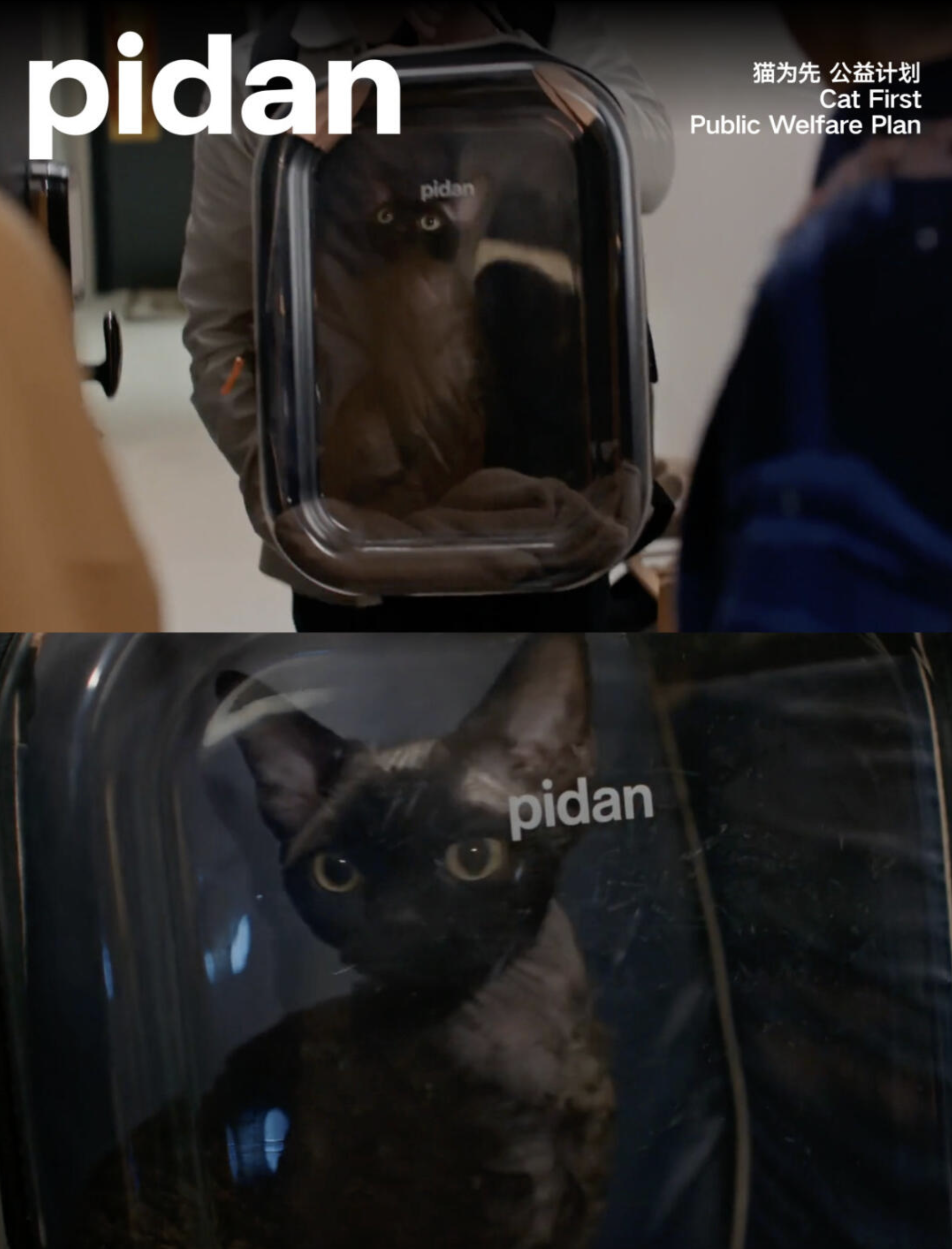 Pidan：以“人宠共生”破局，从功能工具到仪式感的品牌进化之路